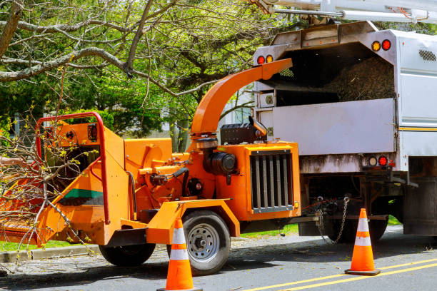 Professional Tree Services in Farmingdale, NY